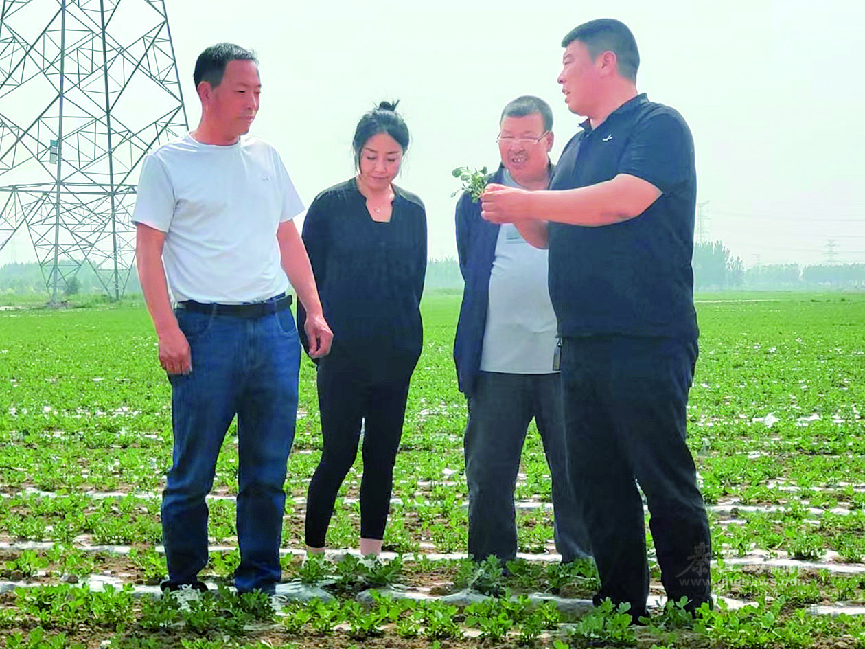 張宏江(右一)與村民一起查看花生秧苗長勢。 本報記者高暢攝