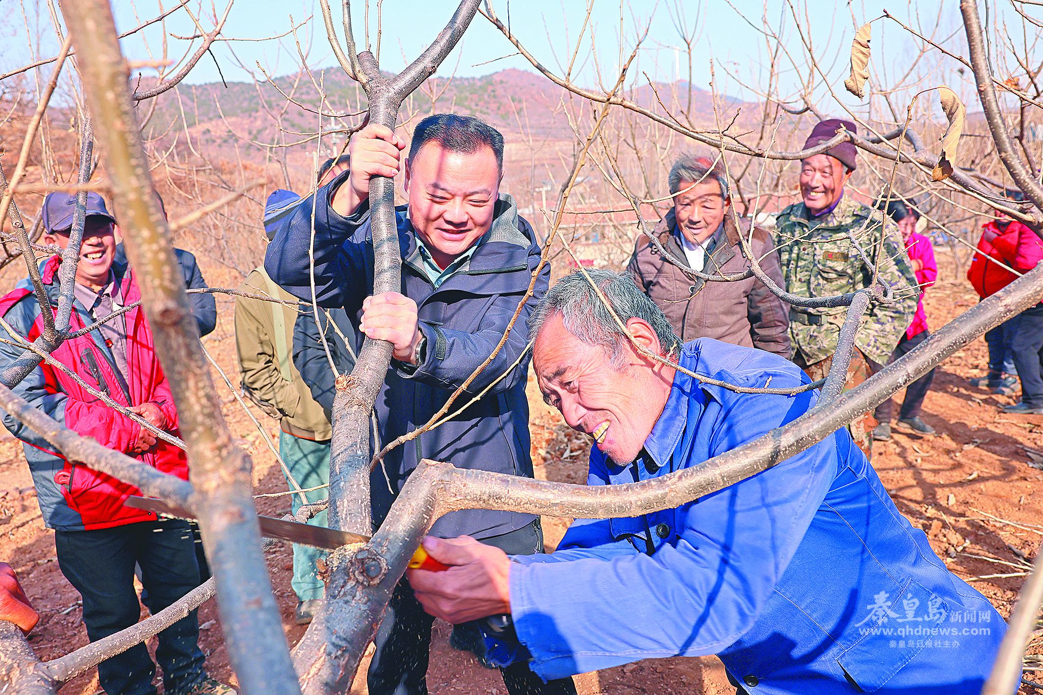 秦皇島日報社駐西螞蟻灘村工作隊隊員(左二)查看板栗樹剪枝情況。 (圖片由駐村工作隊提供)