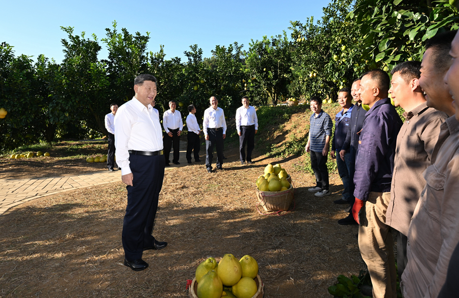 2025年11月7日，習(xí)近平總書記在梅州市梅縣區(qū)雁洋鎮(zhèn)南福金柚種植基地考察時，同果農(nóng)和農(nóng)技人員親切交流。